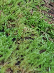 Bryopsida