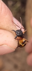 Camponotus maculatus