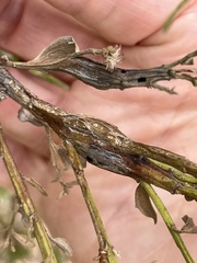 Gnorimoschema baccharisella