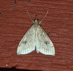 Udea profundalis