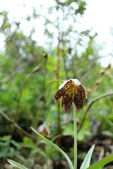 Fritillaria affinis