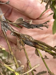 Gnorimoschema baccharisella