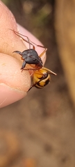 Camponotus maculatus