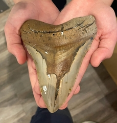 Carcharodon megalodon