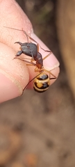 Camponotus maculatus