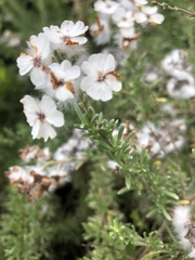 Eriocephalus