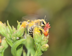 Colletes halophilus