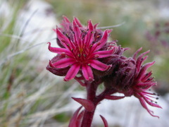 Sempervivum dolomiticum