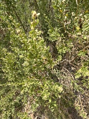 Gnorimoschema baccharisella