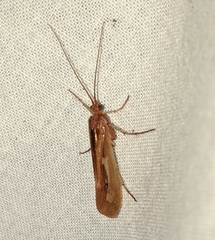 Limnephilus