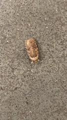Agonopterix