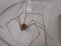 Pholcus phalangioides