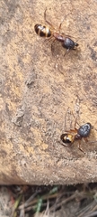 Camponotus maculatus