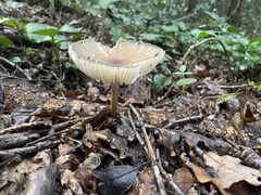 Megacollybia