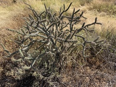 Cylindropuntia acanthocarpa