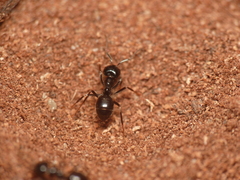Lasius fuliginosus