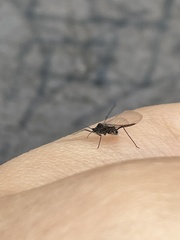 Tuberolachnus salignus