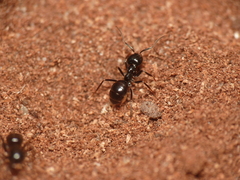 Lasius fuliginosus