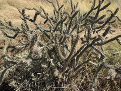 Cylindropuntia acanthocarpa