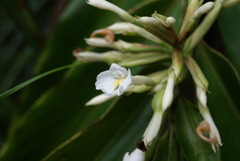 Alpinia