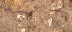 Camponotus maculatus