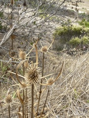 Dipsacus sativus