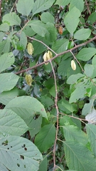 Halesia