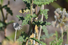Melanoplinae