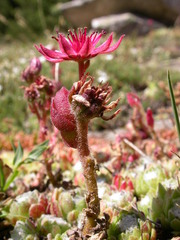 Sempervivum arachnoideum