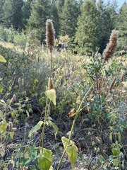 Agastache urticifolia