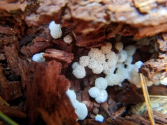 Ceratiomyxa