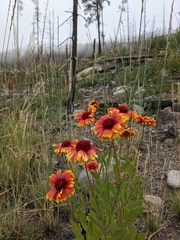 Gaillardia aristata