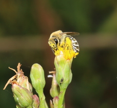Colletes halophilus