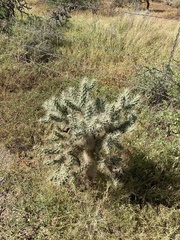 Cylindropuntia fulgida
