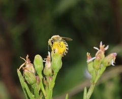 Colletes halophilus