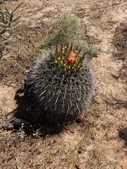 Ferocactus wislizeni