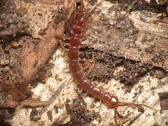 Lithobius