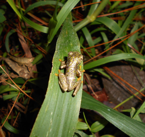 Plectrohyla dasypus