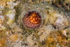 Thylacodes arenarius