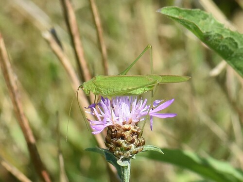 Sickle-bearing Bush-cricket, Groesbeek, Nederland, photo 10 of 10