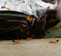 Monomorium intrudens