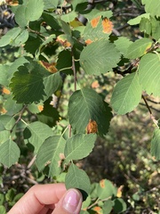 Amelanchier alnifolia