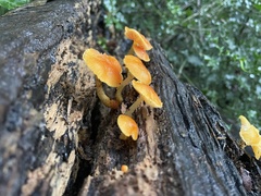 Pluteus aurantiorugosus