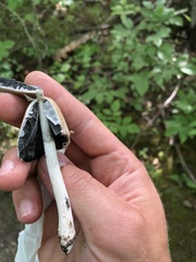 Coprinopsis atramentaria