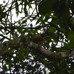 Dinopium benghalense