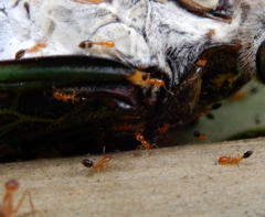 Monomorium intrudens