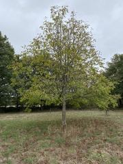 Aesculus glabra