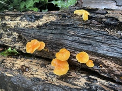 Pluteus aurantiorugosus