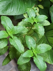 Ocimum campechianum