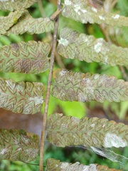 Diplazium dilatatum